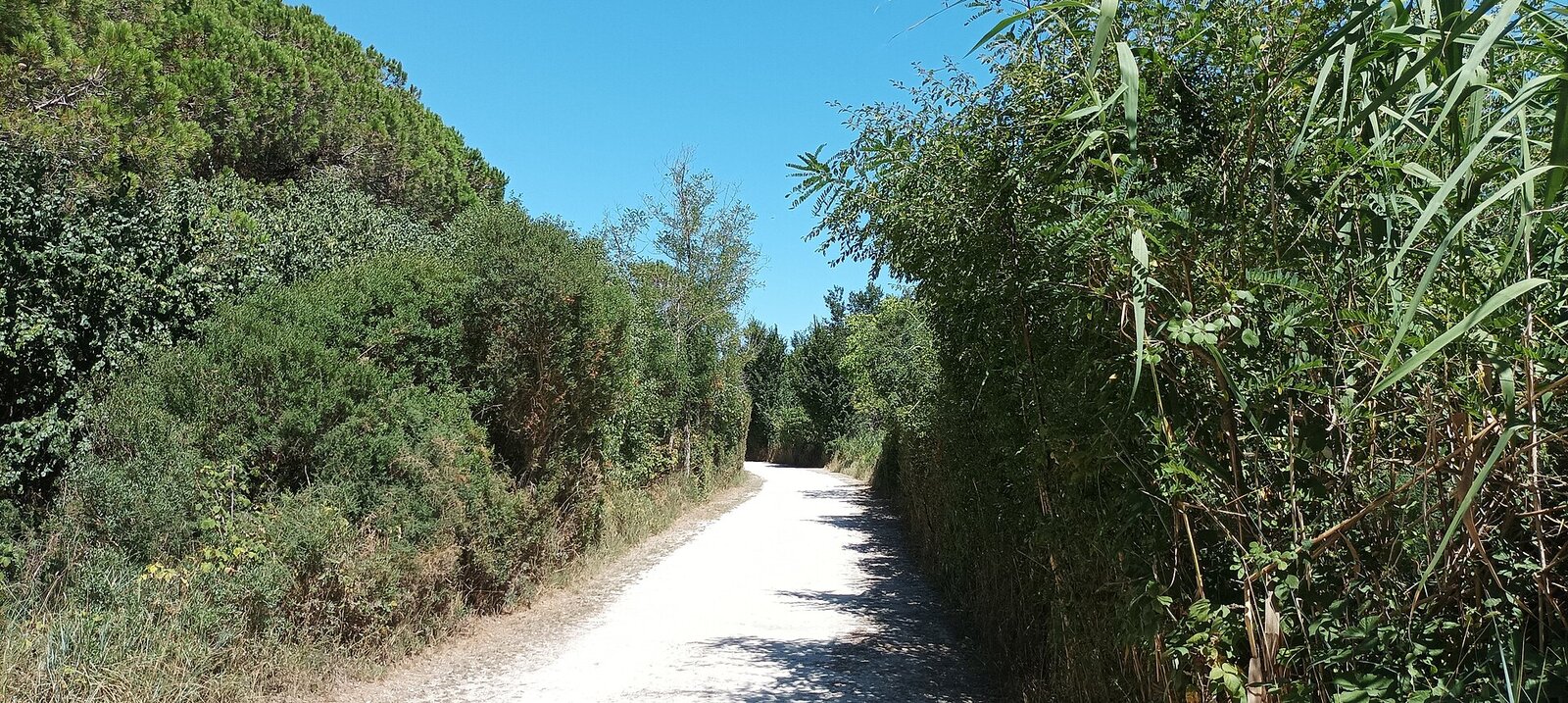 Küstenbotanischer Garten von Porto Caleri, Rosolina – Der sandige Eingangsweg des Küstenbotanischen Gartens von Porto Caleri zwischen Buschwerk und Schilf