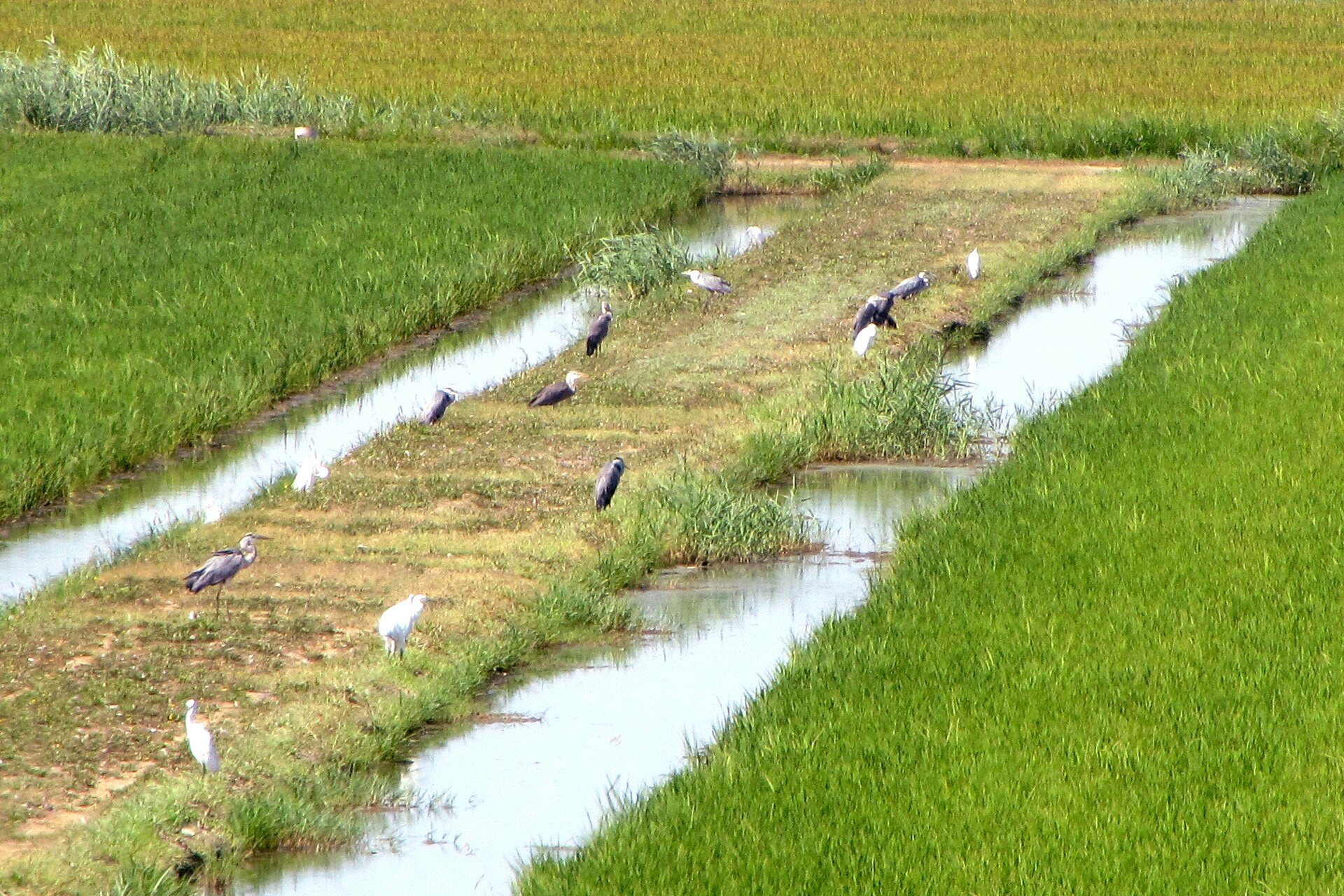 Aironi cenerini e garzette in una risaia nel Parco del Delta del Po
